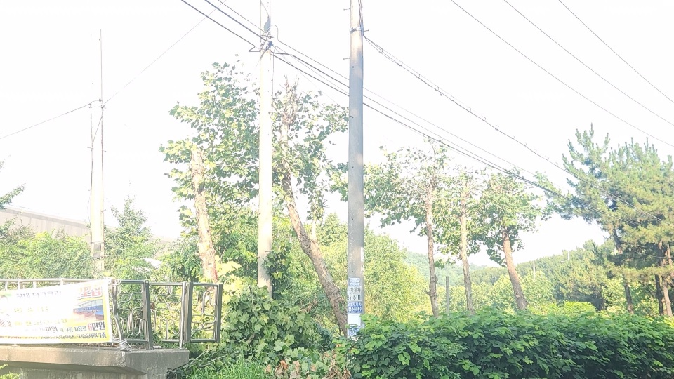 전정 작업 후