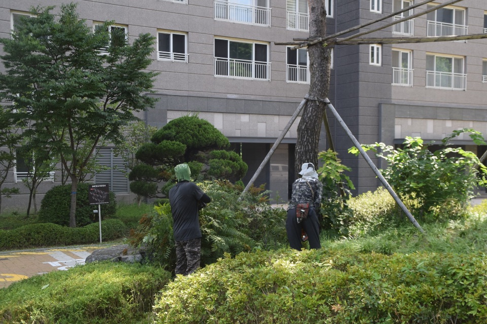 관목 전정 작업 중