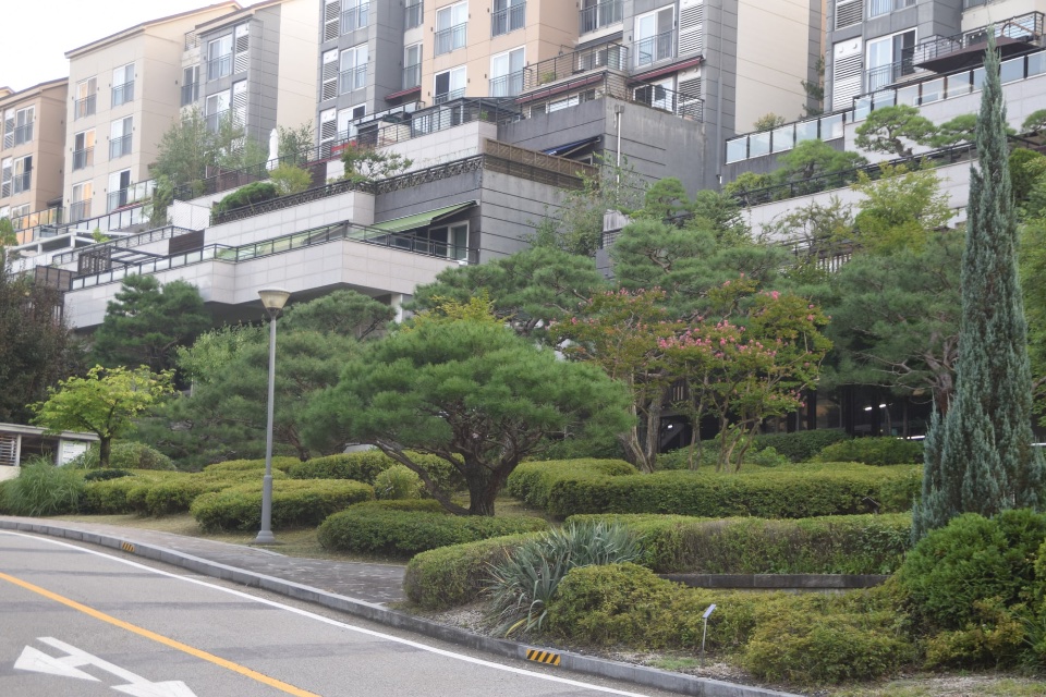 전정 작업 후