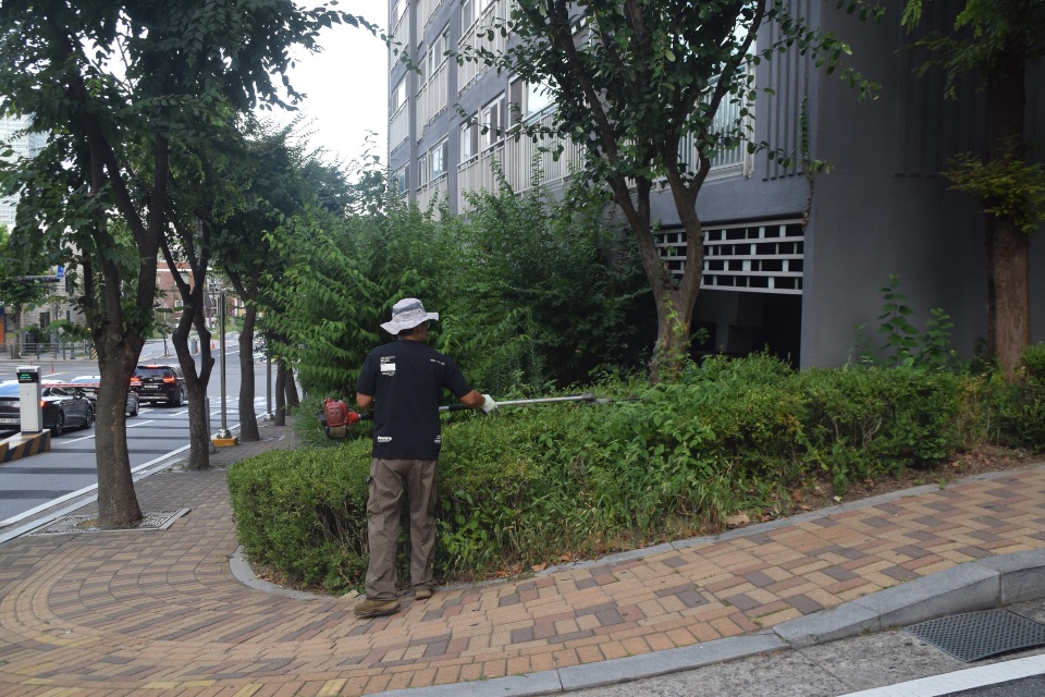 관목 전정 작업 중