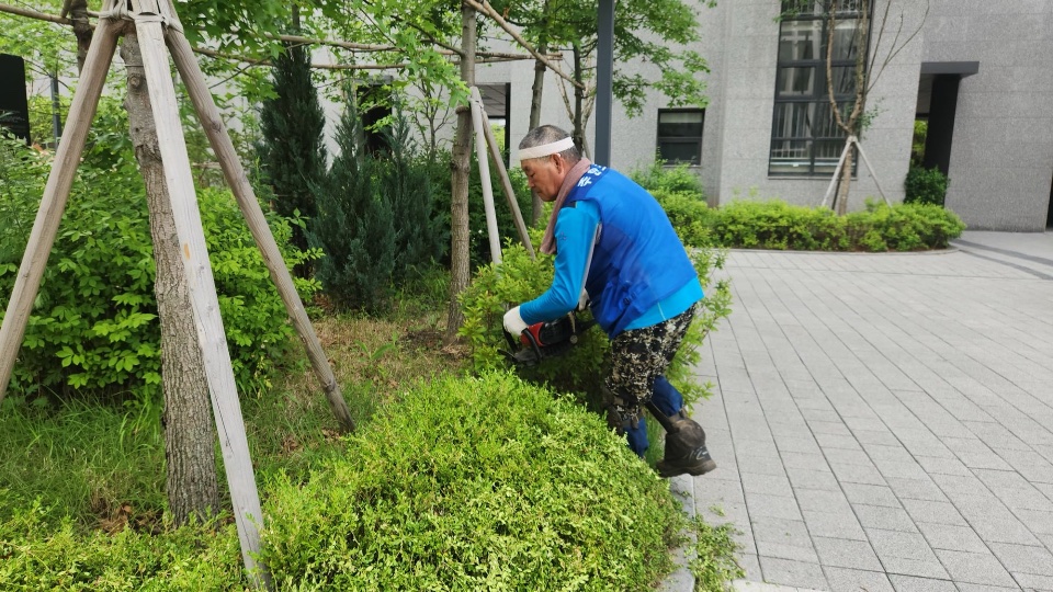 관목 전정 작업 중